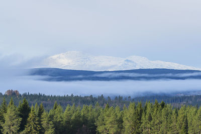 Scenic view of tree mountains against sky