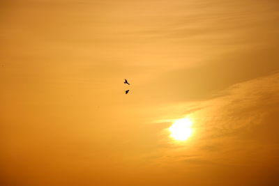 Silhouette bird flying in sky during sunset