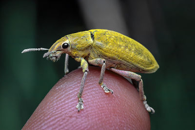 Close-up of weevil on the leaf