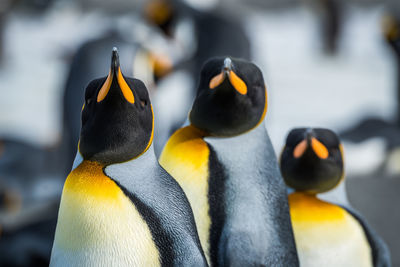 Close-up of three king penguins looking ahead