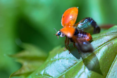 Close-up of insect on flower