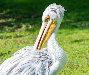 Close-up of pelican perching on grassy field