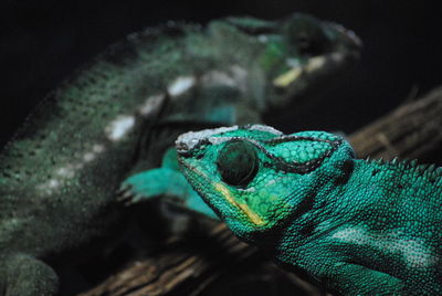 Close-up of chameleons on branch at night