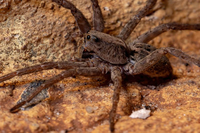 Close-up of spider