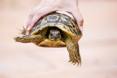 I came across a turtle on the highway.