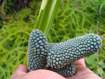 Close-up of hand holding plant