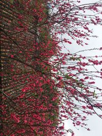 Low angle view of tree in autumn