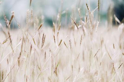 Close-up of stalks in field