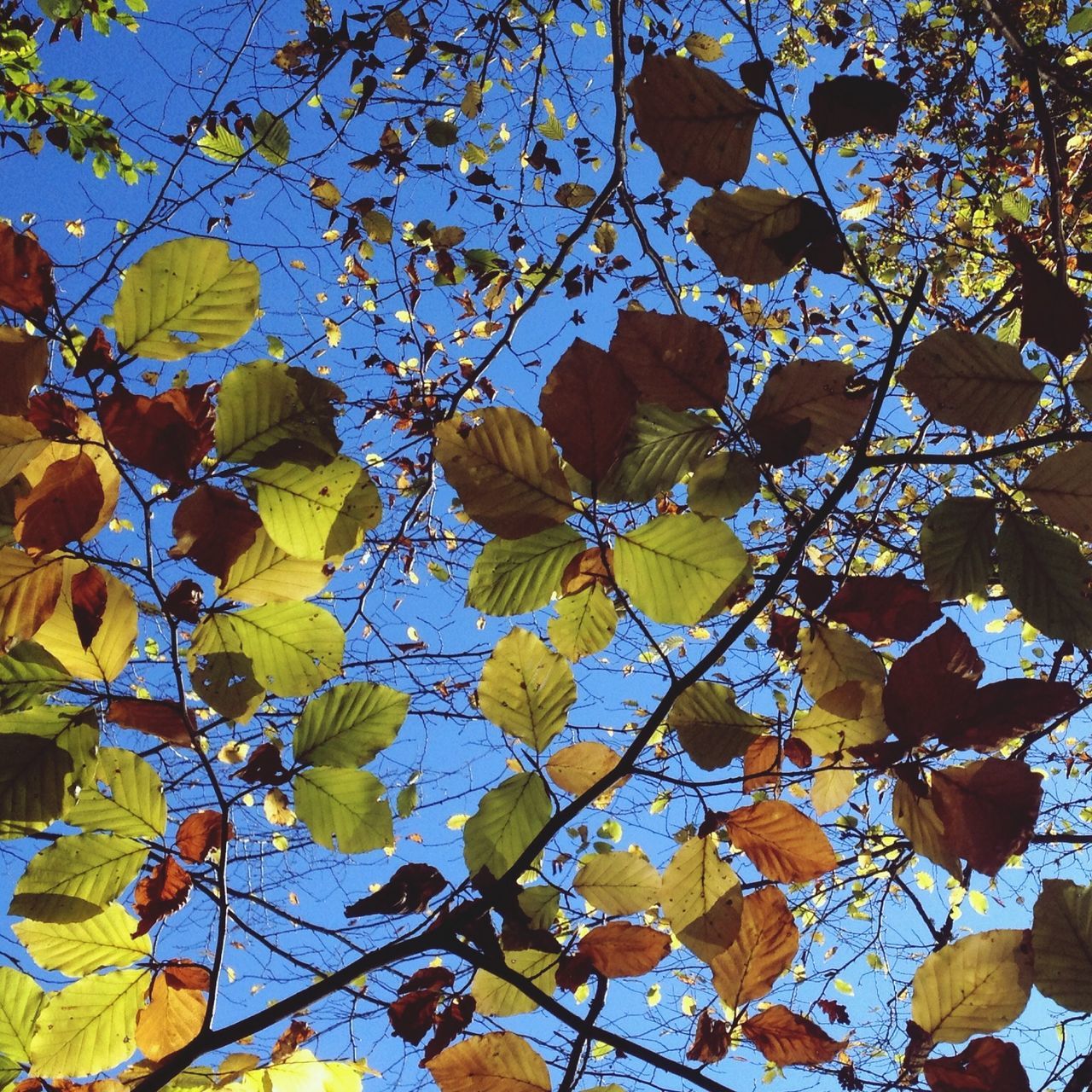 leaf, low angle view, branch, autumn, growth, tree, change, nature, yellow, leaves, beauty in nature, season, full frame, backgrounds, clear sky, day, tranquility, no people, blue, outdoors