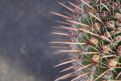 Close-up of cactus growing on field