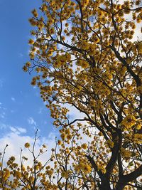 Low angle view of tree against sky