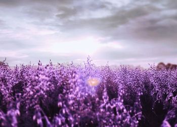 Close-up of purple flowering plants on field against sky
