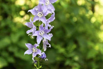 Close-up of purple flowers growing outdoors