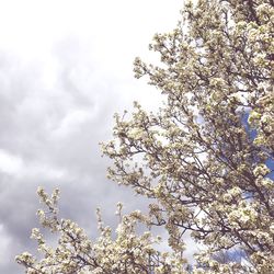 Low angle view of tree against sky