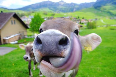 Cows on landscape by mountain range