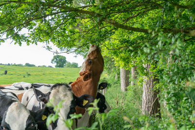 View of a horse on field