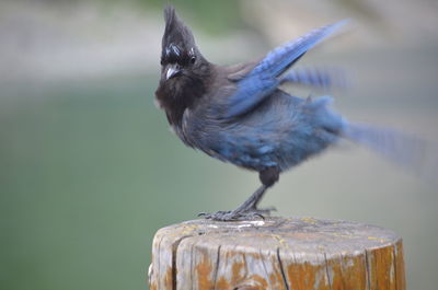 Close-up of bird perching on wood