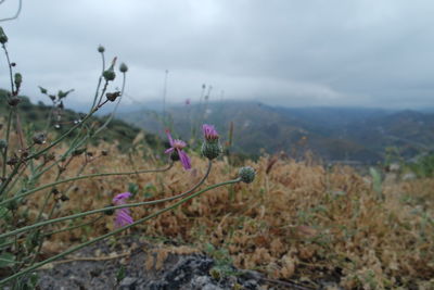 Close-up of flowers growing in field