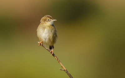 Close-up of bird perching on twig