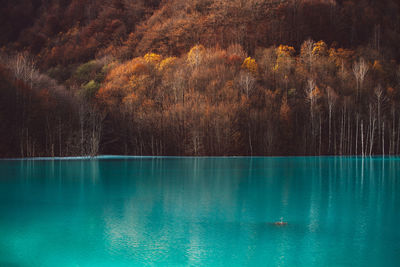 Scenic view of lake in forest during autumn