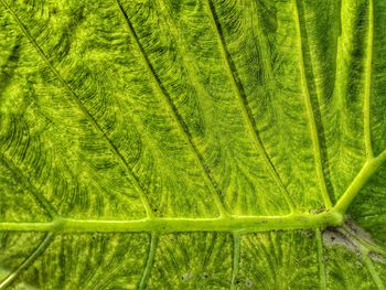 Full frame shot of fresh green plants