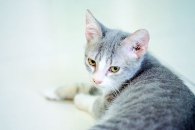 Close-up of a cat looking away