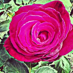 Close-up of pink rose