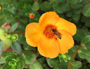 Close-up of bee pollinating on flower