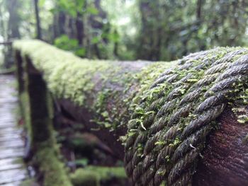 Close-up of moss growing on tree