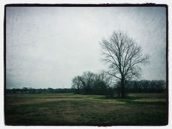 Bare trees on grassy field