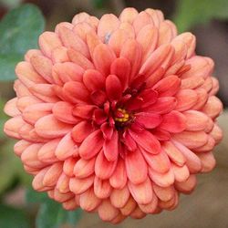 Close-up of flowers blooming