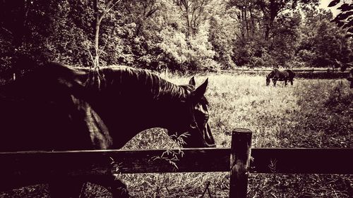 View of a horse on field