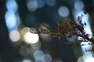 Close-up of insect on plant