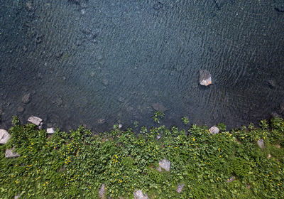 High angle view of a reptile on the lake