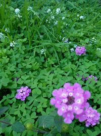 High angle view of pink flowering plant