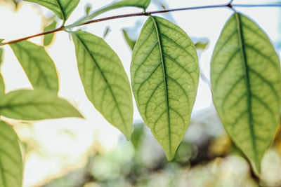 Close-up of leaves