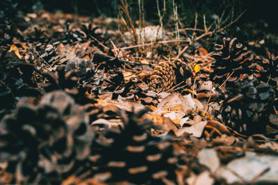 Close-up of dried leaves on field