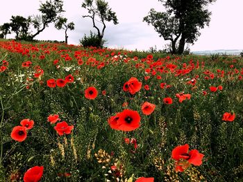 Close-up of red poppy flowers growing on field