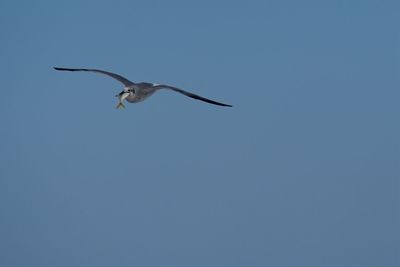 Low angle view of bird flying in sky