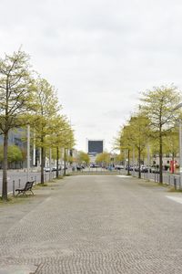 Trees in city