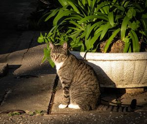 Portrait of a cat sitting outdoors