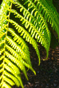 Close-up of green leaves