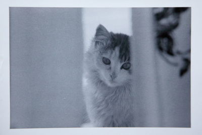 Close-up portrait of cat