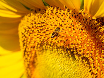 Close-up of bee pollinating on sunflower