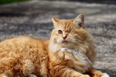 Close-up portrait of a cat looking away