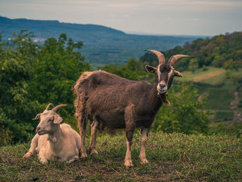 Sheep standing in a field