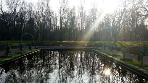 Sun shining through trees