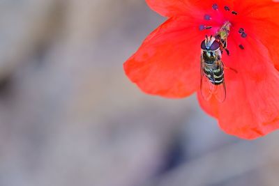 Close-up of butterfly pollinating on red flower