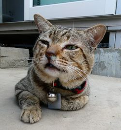 Close-up portrait of a cat