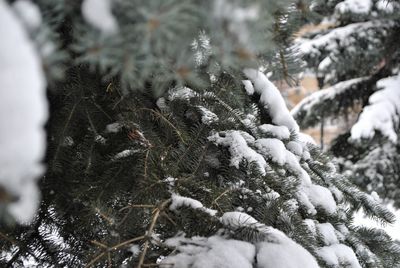 Close-up of snow covered pine tree